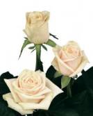 Brut!® rose plant